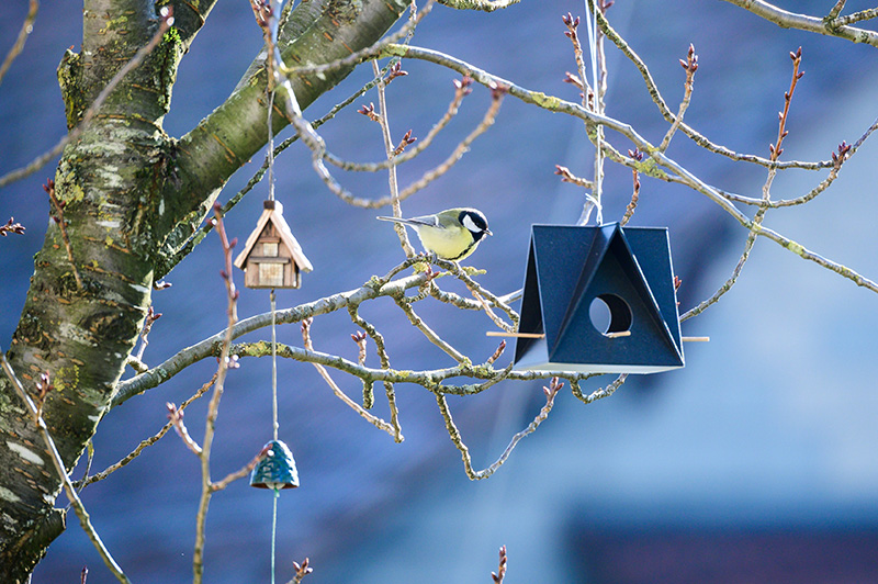 Maak je eigen vetballen en voederbak voor vogels!
